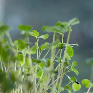 baby greens and microgreens