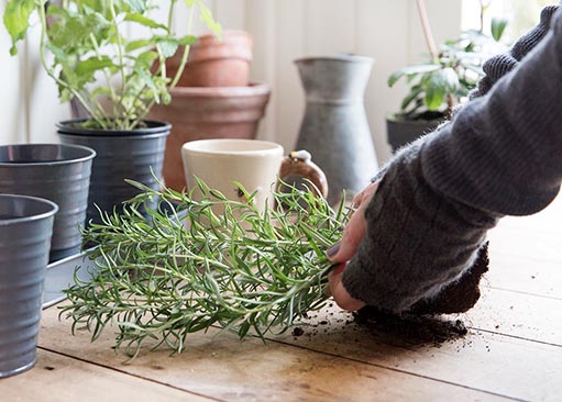 Indoor Gardening For Beginners - How To Start Your Garden - RightFit ...