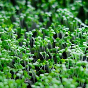 microgreens versus mature plants