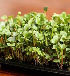 microgreen diseases and pests