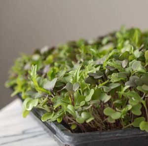 harvest microgreens from seed