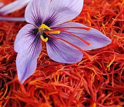 hydroponic saffron