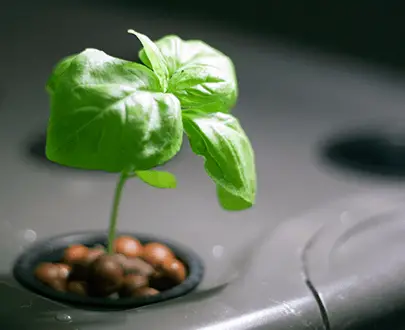 hydroponic plants to grow